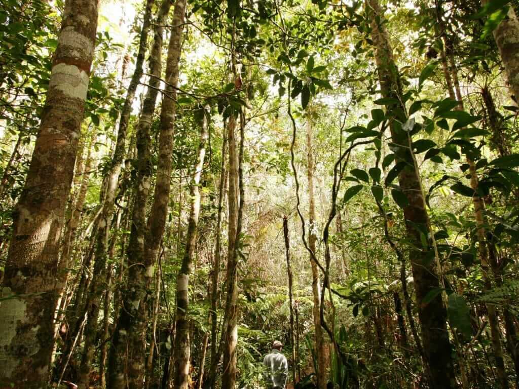 Forêt tropicale luxuriante d’Andasibe