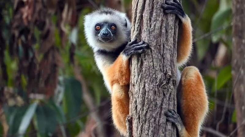 Lémurien observé sur un arbre dans la région d’Andasibe