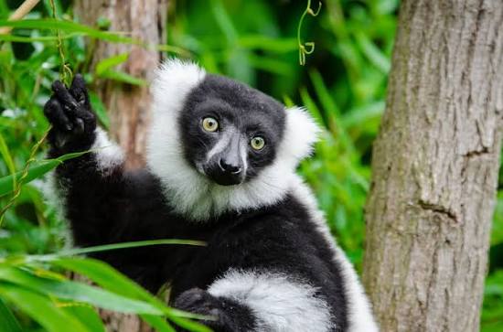 Lémurien dans la végétation tropicale d’Andasibe