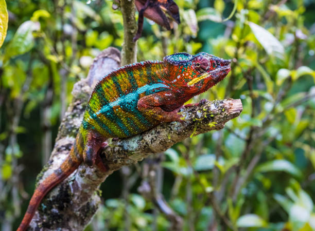 Caméléon coloré dans la végétation tropicale