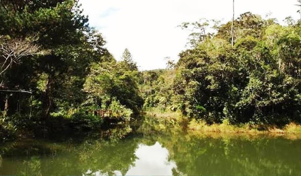 Réserve spéciale d'Analamazaotra (2)