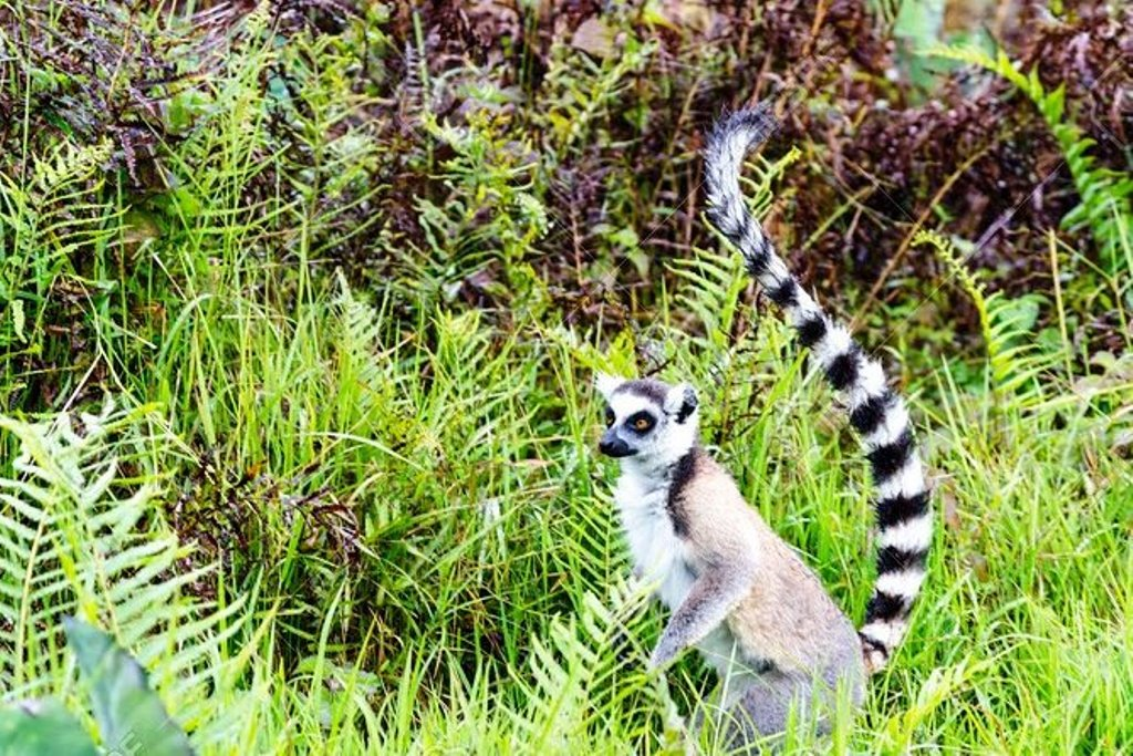 Vous prévoyez de passer deux ou trois jours à Andasibe